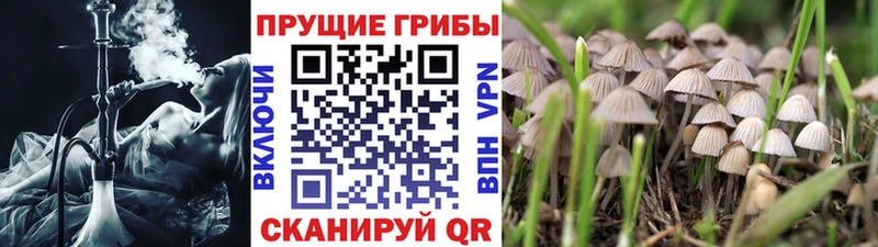 ОМГ ОМГ сайт  Котельнич  Псилоцибиновые грибы прущие грибы 